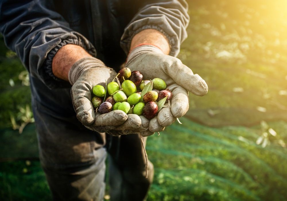 raccolta olive