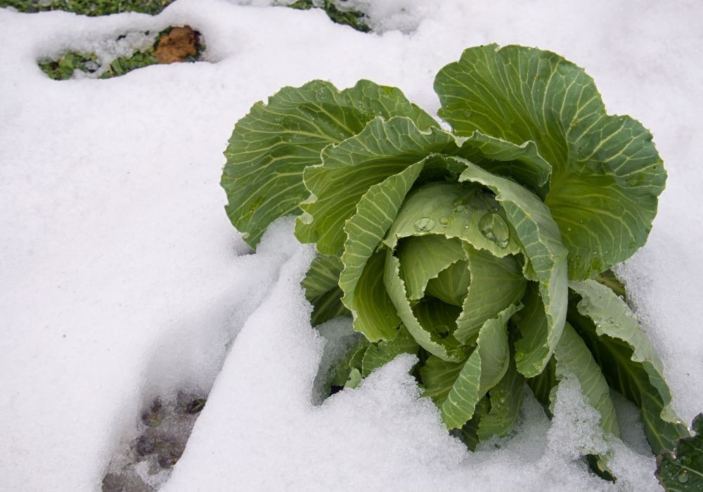 verdura sotto la neve