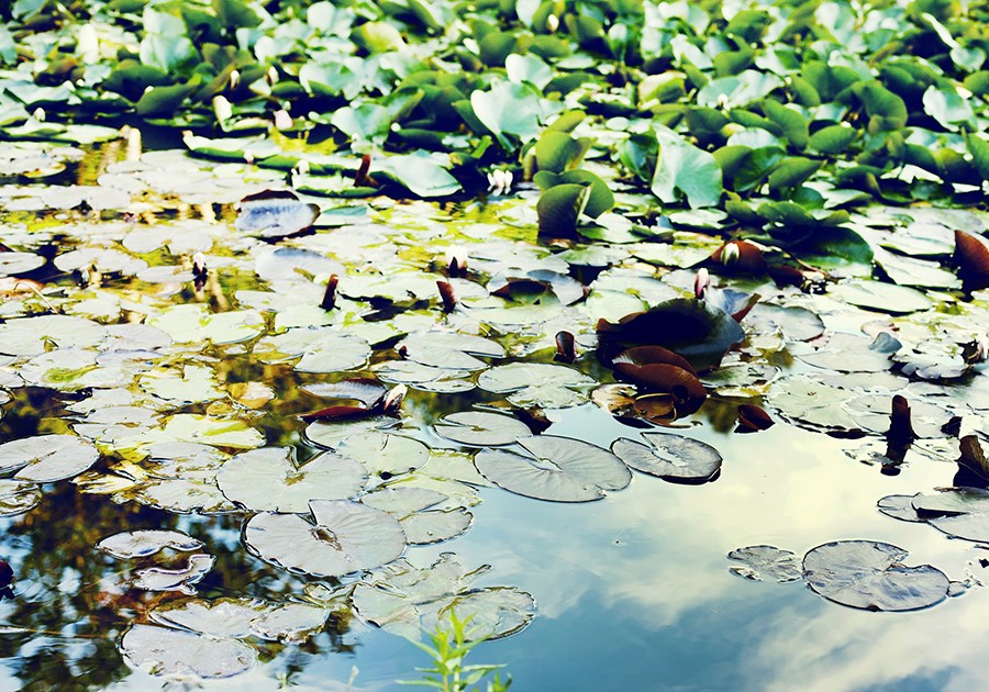 piante fluttuanti